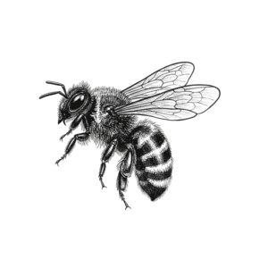 नेशनल रिपब्लिक नेपाल